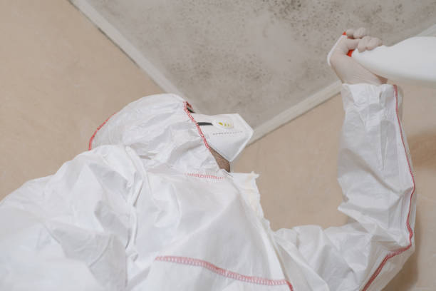 Mold Removal Process