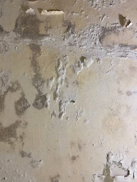 Best Professional Mold Removal  in Weedsport, NY